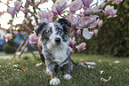 lying Miniature Australian Shepherd