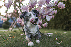 lying Miniature Australian Shepherd