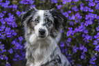 Miniature Australian Shepherd Portrait