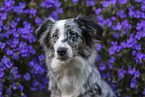 Miniature Australian Shepherd Portrait