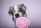 Miniature Australian Shepherd Portrait