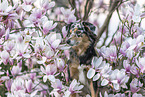 sitting Miniature Australian Shepherd