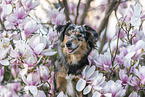 Miniature Australian Shepherd Portrait