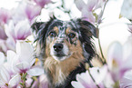 Miniature Australian Shepherd Portrait