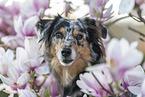 Miniature Australian Shepherd Portrait