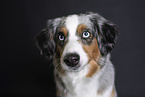 Miniature Australian Shepherd Portrait