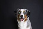 Miniature Australian Shepherd Portrait