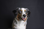 Miniature Australian Shepherd Portrait