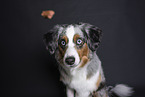 Miniature Australian Shepherd Portrait