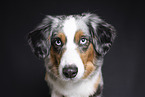 Miniature Australian Shepherd Portrait