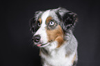 Miniature Australian Shepherd Portrait
