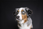 Miniature Australian Shepherd Portrait
