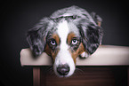 lying Miniature Australian Shepherd