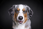 Miniature Australian Shepherd Portrait