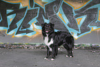 Miniature Australian Shepherd