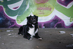 lying Miniature Australian Shepherd
