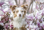 Miniature Australian Shepherd Portrait