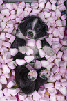 Miniature Australian Shepherd Puppy