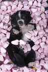 Miniature Australian Shepherd Puppy