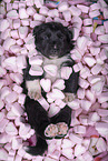 Miniature Australian Shepherd Puppy