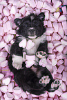 Miniature Australian Shepherd Puppy
