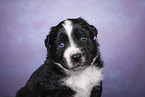 Miniature Australian Shepherd Puppy