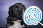Miniature Australian Shepherd Puppy