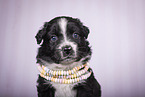 Miniature Australian Shepherd Puppy