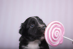 Miniature Australian Shepherd Puppy