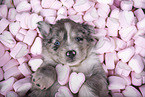 Miniature Australian Shepherd Puppy