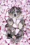 Miniature Australian Shepherd Puppy