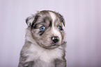 Miniature Australian Shepherd Puppy