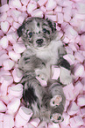 Miniature Australian Shepherd Puppy