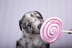 Miniature Australian Shepherd Puppy