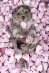 Miniature Australian Shepherd Puppy
