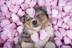 Miniature Australian Shepherd Puppy