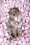 Miniature Australian Shepherd Puppy