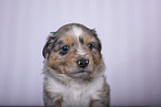 Miniature Australian Shepherd Puppy