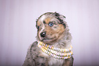 Miniature Australian Shepherd Puppy