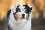Miniature Australian Shepherd Portrait