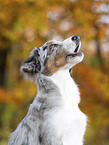 young Miniature Australian Shepherd