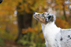 young Miniature Australian Shepherd