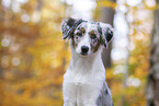 young Miniature Australian Shepherd