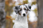 young Miniature Australian Shepherd