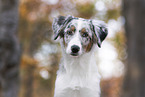 young Miniature Australian Shepherd