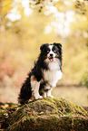 Miniature Australian Shepherd in autumn