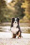 Miniature Australian Shepherd in autumn