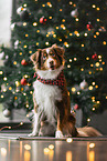 Miniature Australian Shepherd at christmas