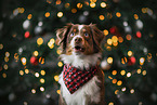 Miniature Australian Shepherd at christmas