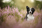 Miniature Australian Shepherd at summer